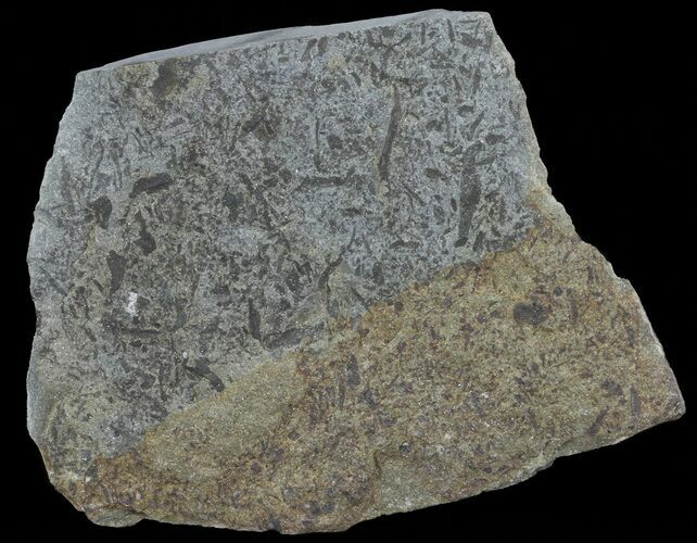 Plate Of Devonian Plant (Gosslingia) Fossil - Wales #66662
